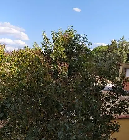 Apartmán Desiderio Pisa